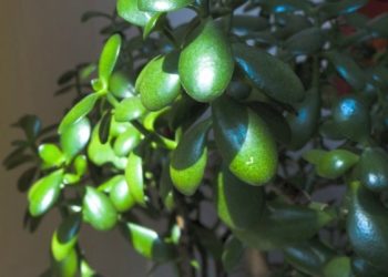 Uzgojite drvo žada- otporni sukulent s dugim životnim vijekom