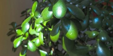 Uzgojite drvo žada- otporni sukulent s dugim životnim vijekom