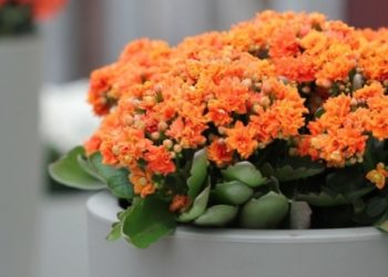 Upoznajte kalanhou- još jedan predivan sukulent