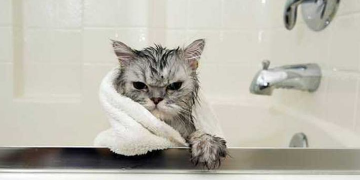 Zašto mačke mrze vodu? Postoje li neke vrste koje ju vole?