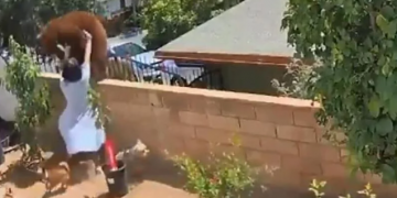 Djevojka gurnula medvjeda sa zida kako bi spasila pse, postala hit na internetu! (VIDEO)