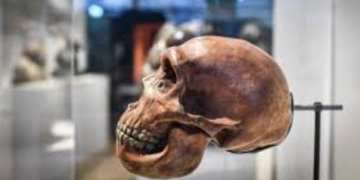 Zahvaljujući DNK analizi, Vikinzi iz iste obitelji ponovno zajedno u muzeju!