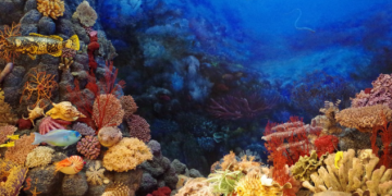 Crveni koralj se nemilice uništava, potrebno hitno zaštititi kolonije!