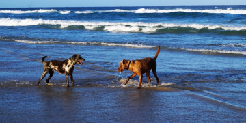Kako se pripremiti za ljetovanje s ljubimcem!