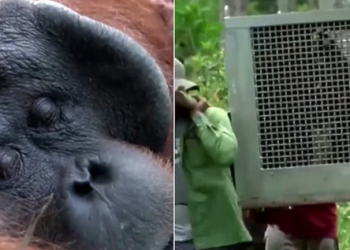 U Indoneziji Orangutan Jala vraćen u džunglu nakon što je bio ulovljen u selu na Borneu!