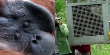 U Indoneziji Orangutan Jala vraćen u džunglu nakon što je bio ulovljen u selu na Borneu!