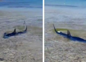 Morski pas dug dva metra snimljen u plićaku na Korčuli!