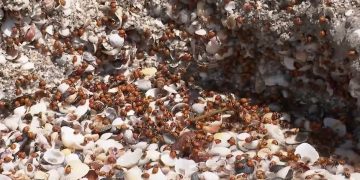 Milijuni buba mara po Rumunjskoj uz plaže Crnog mora