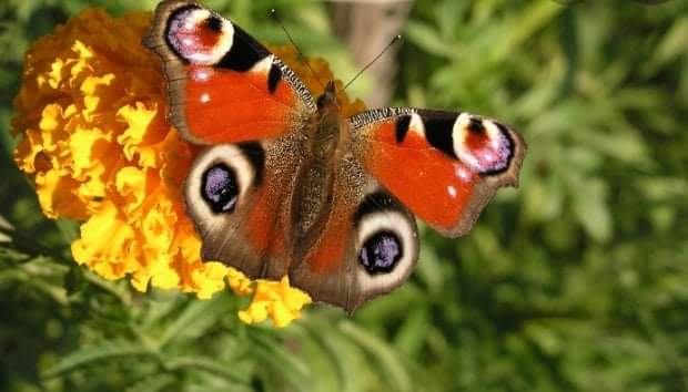 Otkriveno gdje obitava najviše vrsta leptira