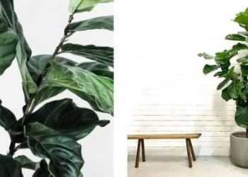 Ficus lyrata- odličan izbor za sobnu biljku