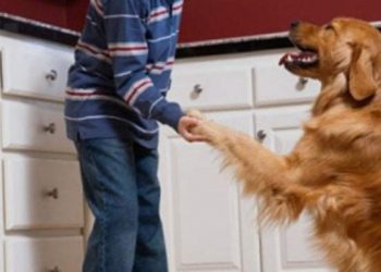 Kada je najbolje nabaviti novog ljubimca nakon što prethodni ugine?