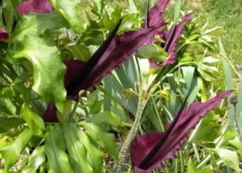 Upoznajte biljku Dracunculus vulgaris
