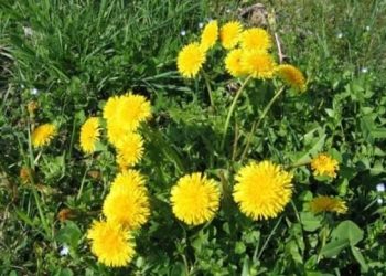 Kako uzgojiti maslačak