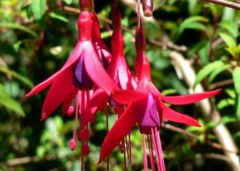 Savjeti za uzgoj očaravajuće lijepe fuksije