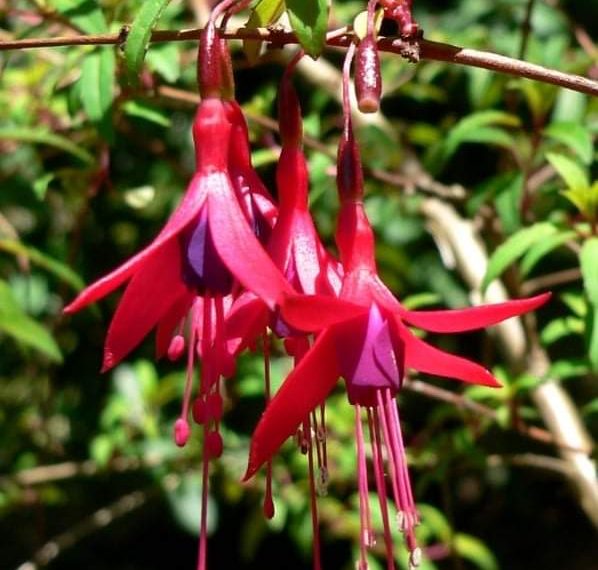 Savjeti za uzgoj očaravajuće lijepe fuksije
