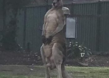 Australci tuguju za mišićavim klokanom Whiskersom kojeg je usmrtio auto