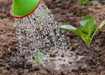 Biljke vam same poručuju kada je previše vode- potrebno je pregledati korijen i obratiti pozornost na miris