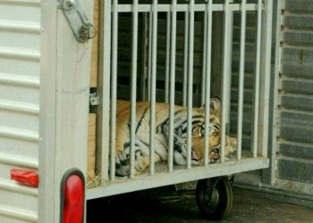 Inspektorat istražuje slučaj tigra na trajektu. Pojavile se dvije verzije priče!