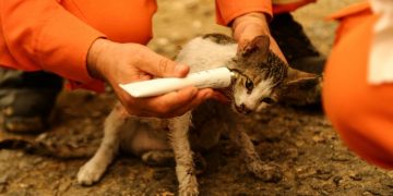 UZNEMIRUJUĆI PRIZORI IZ TURSKE – u stravičnim požarima stradaju i ljudi i životinje!