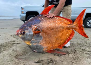 Neobična tropska riba nasukala se na obalu Oregona i oduševila sve prisutne