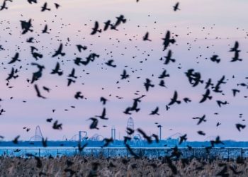 Ptice pjevice u SAD-u umiru od misteriozne bolesti