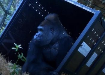 Gorila Joshi počinje novi život u džungli nakon 13 godina provedenih u safari parku!