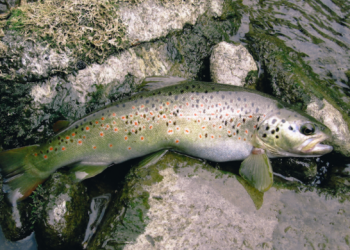 Pastrve mogu postati ovisne o ostacima droge koje se nađu u rijekama!