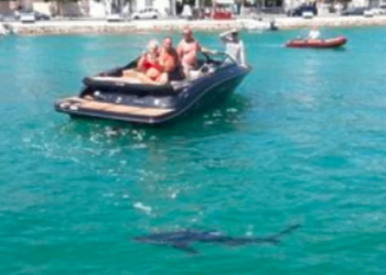 Morski pas kod Šibenika plivao uz obalu, turisti ga snimali!