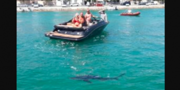 Morski pas kod Šibenika plivao uz obalu, turisti ga snimali!