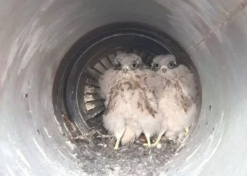 Mali orlovi se izlegli u izduvnom sistemu aviona, spašeni u posljednji čas!