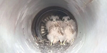 Mali orlovi se izlegli u izduvnom sistemu aviona, spašeni u posljednji čas!