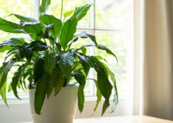 Upoznajte žensku sreću; biljku koja dobro pročišćava zrak