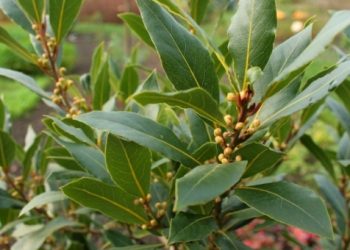 Kako uzgojiti lovor kod kuće