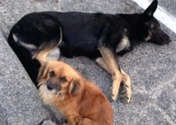 Trudna kujica ozlijeđena ležala pored ceste, drugi pas ju je cijelo vrijeme čuvao
