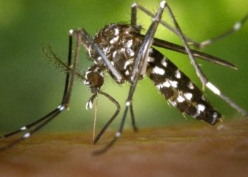 Korisno: ove biljke prirodno odbijaju komarce i kukce