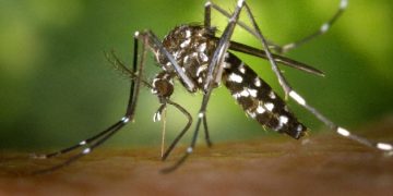 Korisno: ove biljke prirodno odbijaju komarce i kukce