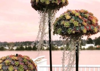 Meduza-sukulent: posebno atraktivan sukulent kao stvoren za ljetne dane