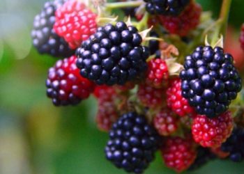 Lijepe i sočne: posadite kupinu!