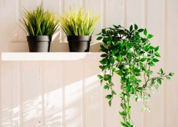 Umjetne biljke- spasonosno rješenje za one koji nemaju sreće s pravim biljkama