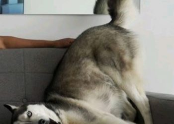 Haski ugledao sebe na televizoru; njegova reakcija će vam popraviti raspoloženje