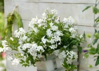 Bijeli jasmin: biljka intenzivna mirisa koja voli sunčana mjesta