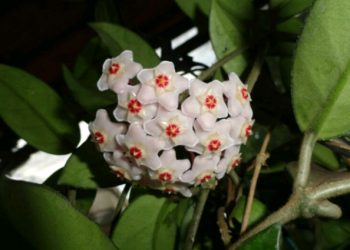 Voštani cvijet- biljka koju ćete poželjeti u svome domu