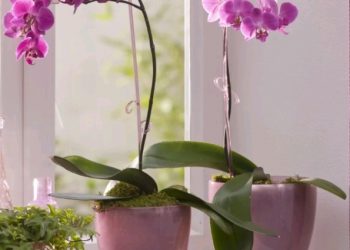 Napitak koji može potaknuti ponovni cvat orhideje