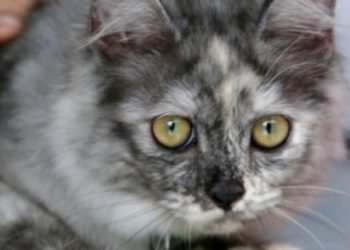 Žena ugledala sliku svog mačka na stranici za izgubljene ljubimce pa se iznenadila