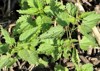 Nova istraživanja pokazuju da bi ova biljka mogla biti od velike pomoći kod mršavljenja