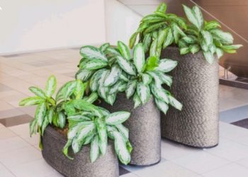 Upoznajte otpornu i zanimljivu biljku pod imenom kineski kozlac