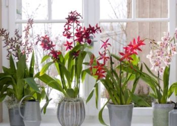 Jedan sastojak iz kuhinje može pomoći kod bolesne orhideje