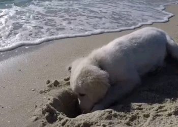 Pas iskopao rupu u pijesku pa se naljutio kad su je potopili valovi oceana