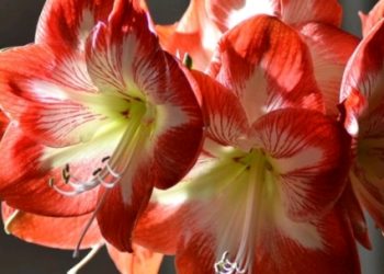 Amarilis- biljka koja može cvasti i do 75 godina