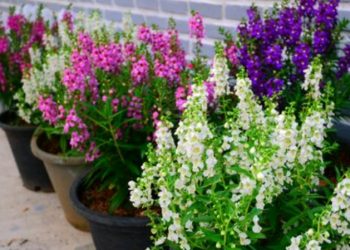 Angelonija- biljka koja cvate čitavo ljeto i ne smeta joj suša